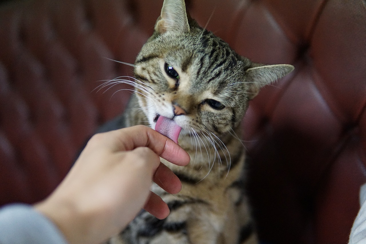 The Importance of Grooming for Therapy Animals